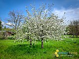 Fr&uuml;hling 2021