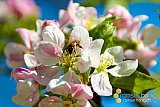 Fr&uuml;hling 2021